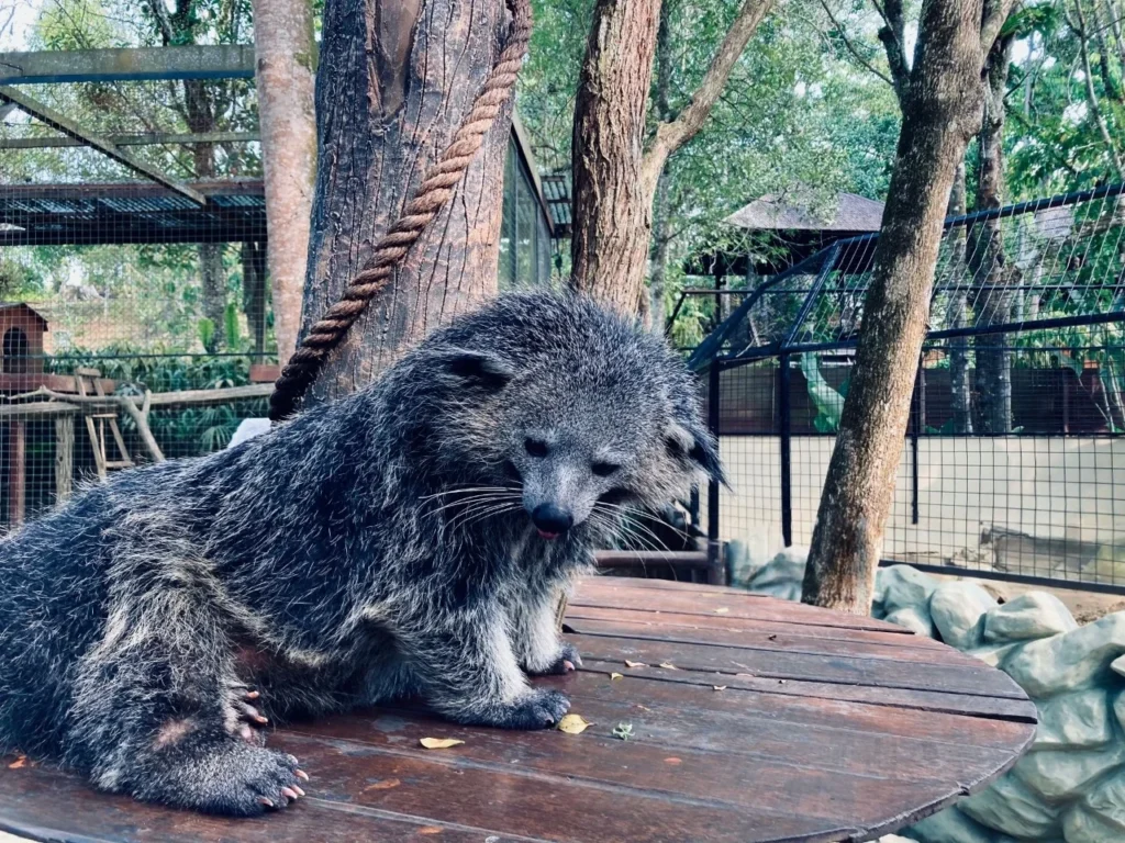 Can you Have A Binturong as a Pet? 5 Binturong as a pet, binturong pet for sale, binturong diet, binturong pet, pt binturong , binturong price,