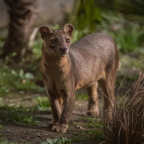 Can You Own a Fossa as a Pet? 7 Fossa price,
Fossa care guide ,
fossa as a pet
fossa pet,
Pet Fossa,
fossa anatomy,
baby fossa,
fossa size,