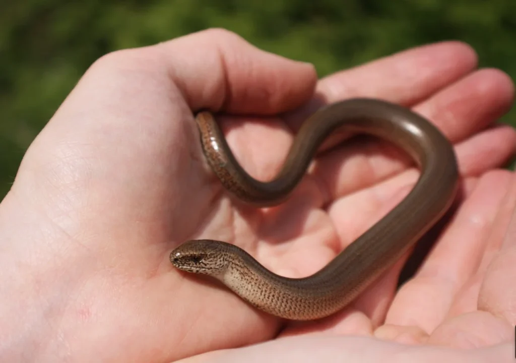 Lizard That Looks Like a Snake– But Isn’t One 4 lizard without legs,
lizard look like snake,
legless lizard,