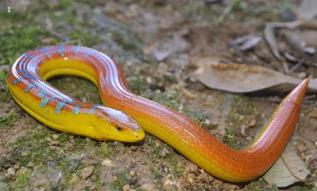 Lizard That Looks Like a Snake– But Isn’t One 7 lizard without legs,
lizard look like snake,
legless lizard,