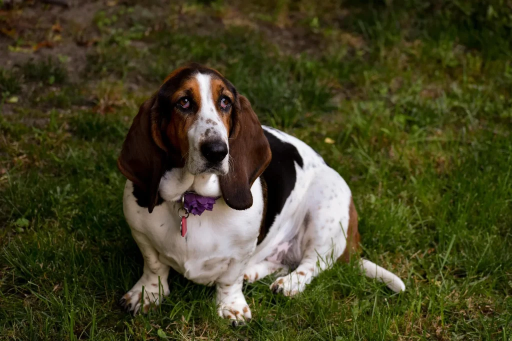 Best Dog Breeds for Shift Workers: Night Shift and Long-Hours Companions 5 Basset Hound