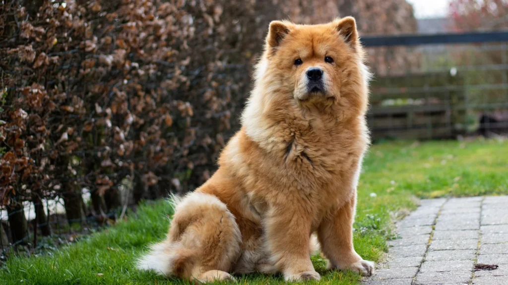 Best Dog Breeds for Shift Workers: Night Shift and Long-Hours Companions 7 Chow Chow
