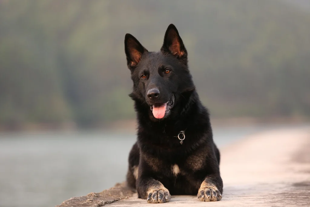 Best Dog Breeds for Shift Workers: Night Shift and Long-Hours Companions 3 Dog Breeds for Shift