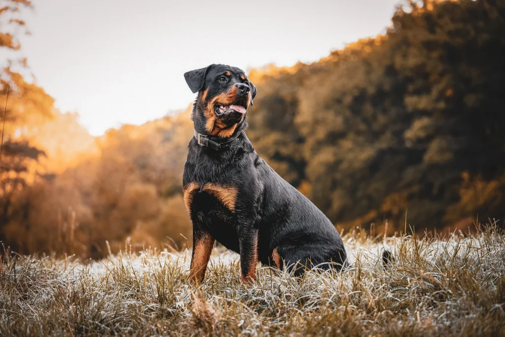 Best Dog Breeds for Shift Workers: Night Shift and Long-Hours Companions 9 Dog Breeds for Shift Work