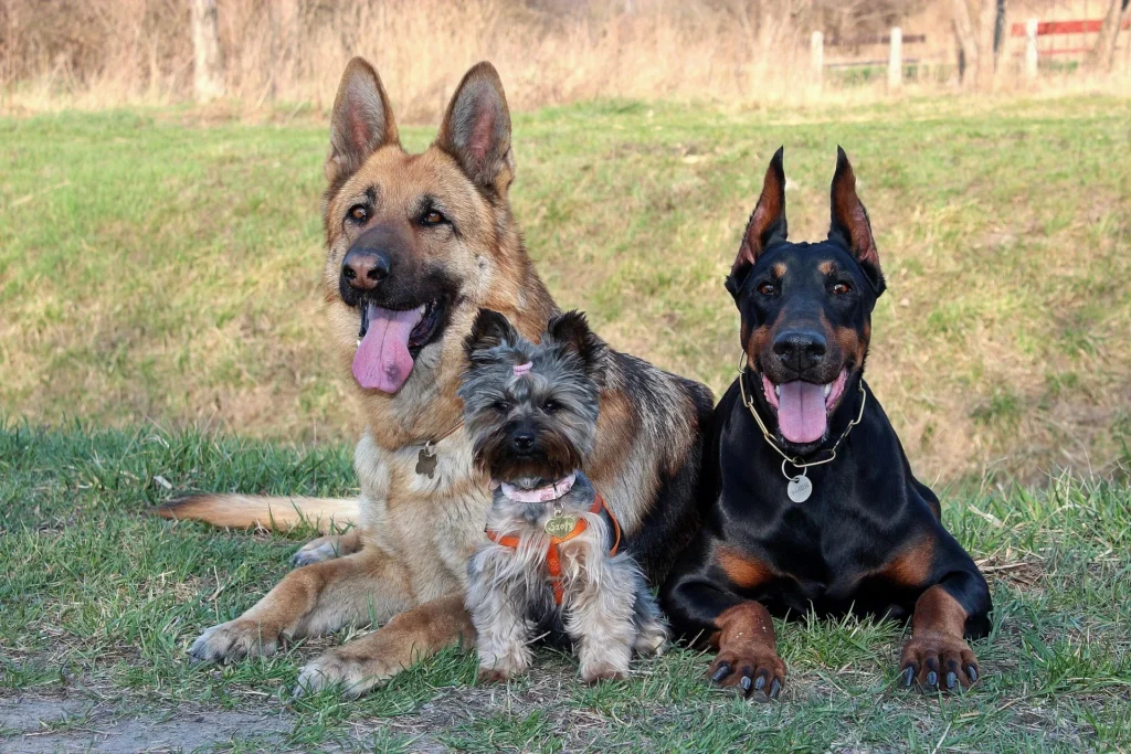 Dog Breeds for Shift Workers