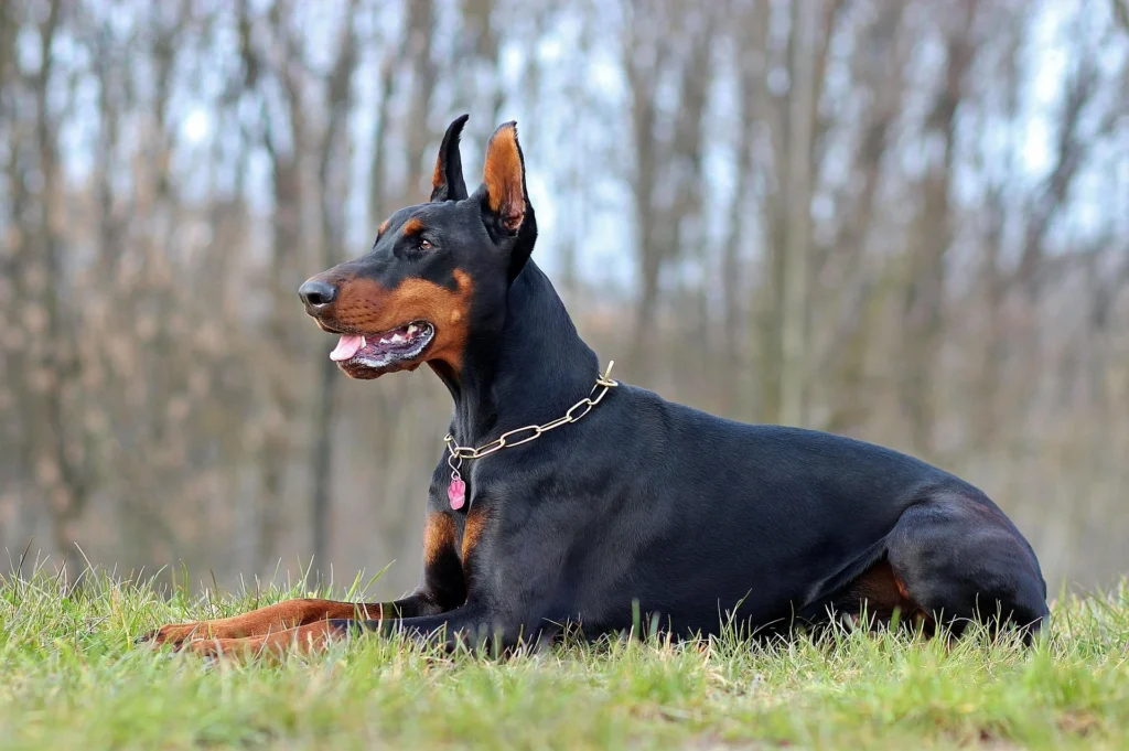 Best Dog Breeds for Shift Workers: Night Shift and Long-Hours Companions 10 Dog for Shift Workers