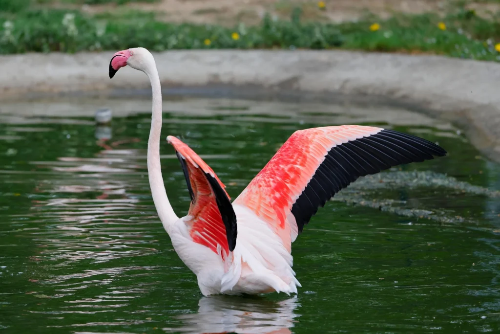 Can You Own Flamingos as pets? 7 Flamingo Pet, Flamingo as a Pet, Flamingo for sale, pet Flamingo,