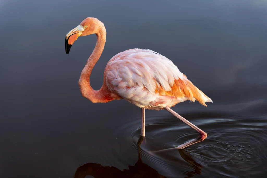 Can You Own Flamingos as pets? 5 Flamingo a Good Pet