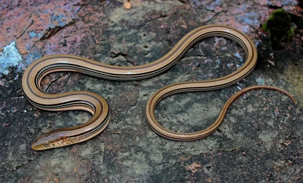 Lizard That Looks Like a Snake– But Isn’t One 5 lizard without legs,
lizard look like snake,
legless lizard,