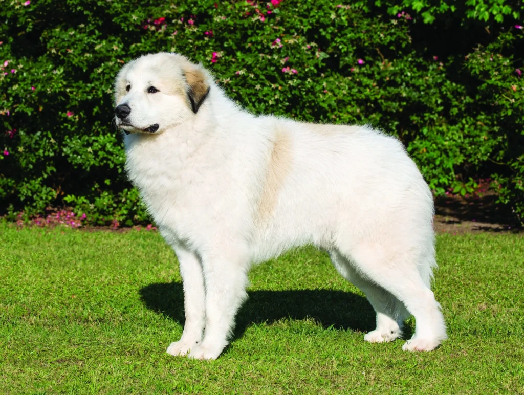 Best Dog Breeds for Shift Workers: Night Shift and Long-Hours Companions 4 Great Pyrenees