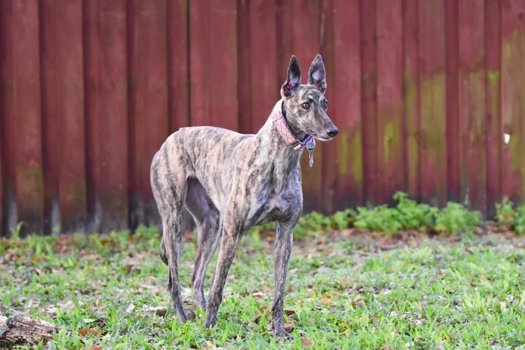 Best Dog Breeds for Shift Workers: Night Shift and Long-Hours Companions 6 Greyhound