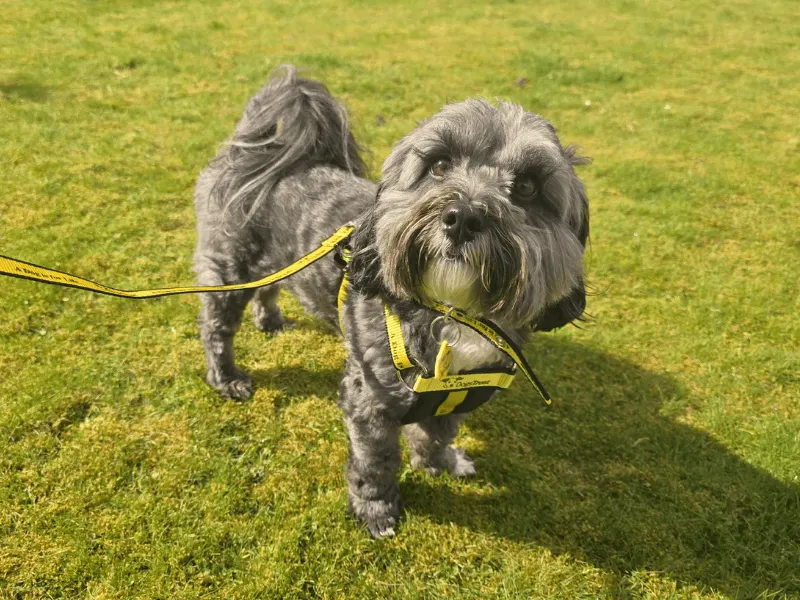 Best Dog Breeds for Shift Workers: Night Shift and Long-Hours Companions 8 Lhasa Apso