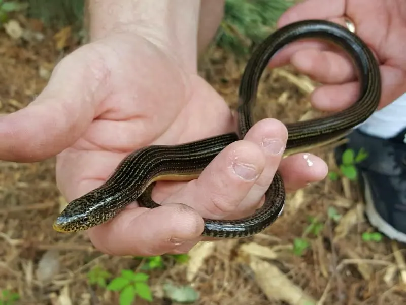 Lizard That Looks Like a Snake– But Isn’t One 10 lizard without legs,
lizard look like snake,
legless lizard,