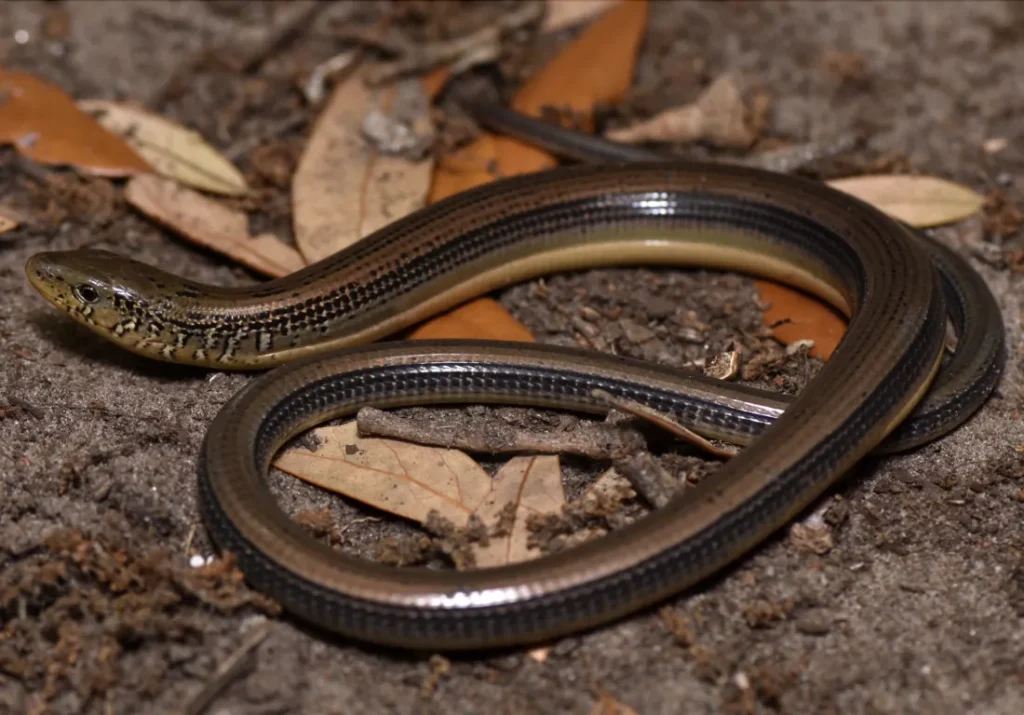 lizard without legs, lizard look like snake, legless lizard,