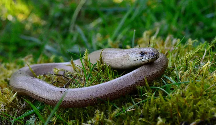 Lizard That Looks Like a Snake– But Isn’t One 3 lizard without legs,
lizard look like snake,
legless lizard,