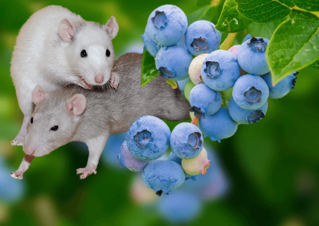 Can Rats Eat Blueberries? 3 Can Rats Eat Blueberries
rat food,
best food for rats,
rat food nuggets,
rat food shunamite,
rats favourite food trap,
white rat food,
oxbow rat food,
rat feeding chart,
rat food mix,