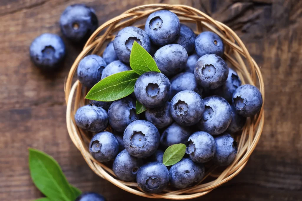 Can Rats Eat Blueberries? 5 Can Rats Eat Blueberries rat food, best food for rats, rat food nuggets, rat food shunamite, rats favourite food trap, white rat food, oxbow rat food, rat feeding chart, rat food mix,