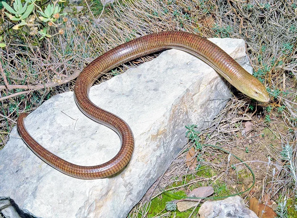 Lizard That Looks Like a Snake– But Isn’t One 6 lizard without legs,
lizard look like snake,
legless lizard,