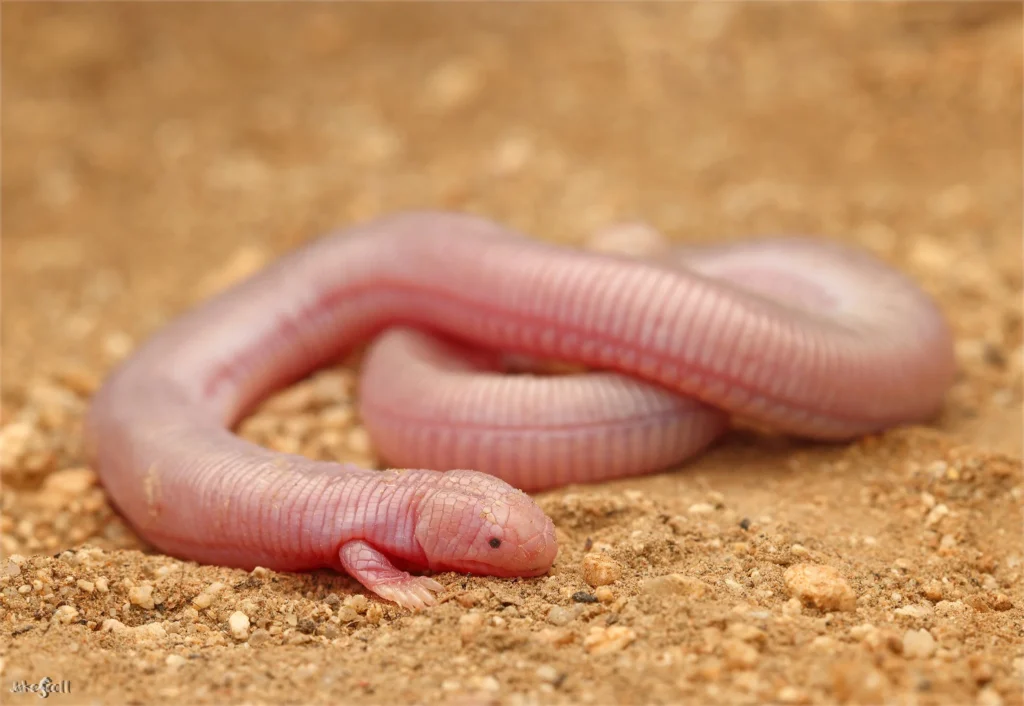 Lizard That Looks Like a Snake– But Isn’t One 8 lizard without legs,
lizard look like snake,
legless lizard,