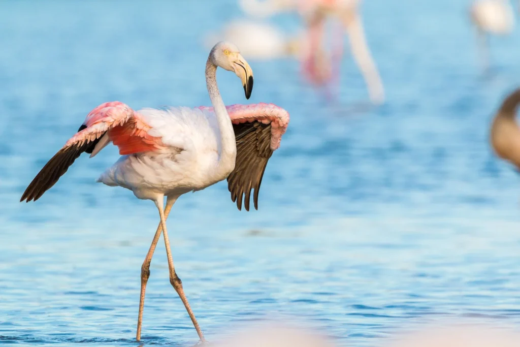 Can You Own Flamingos as pets? 6 flamingo for sell