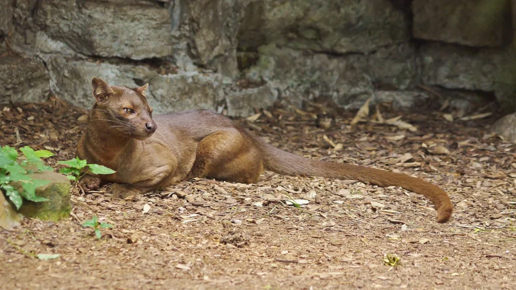 Can You Own a Fossa as a Pet? 4 Fossa price, Fossa care guide , fossa as a pet fossa pet, Pet Fossa, fossa anatomy, baby fossa, fossa size,