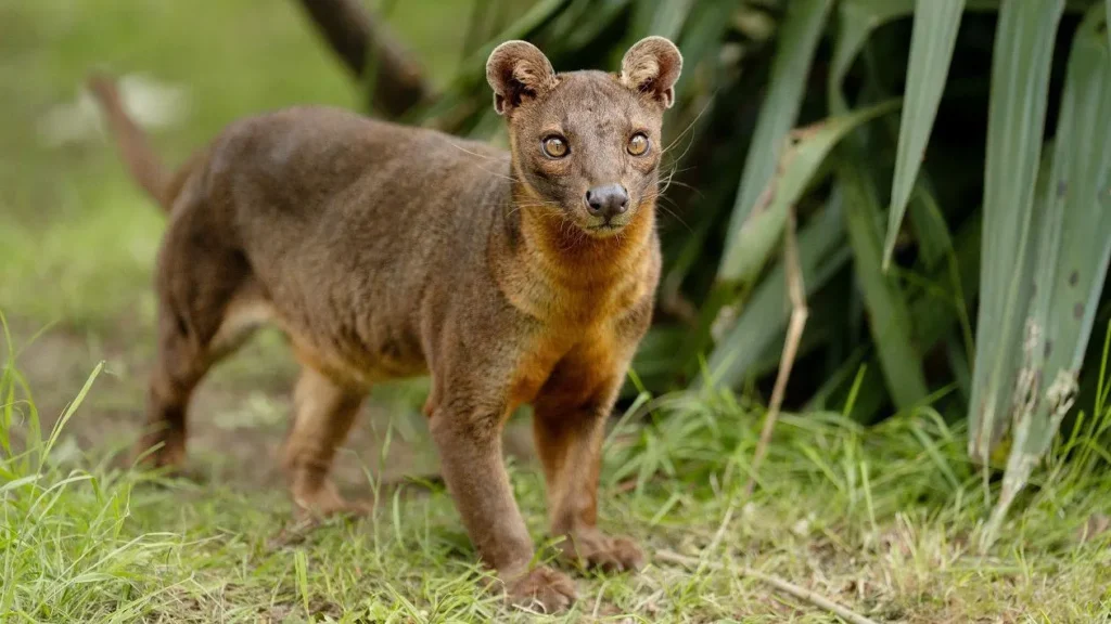 Can You Own a Fossa as a Pet? 5 Fossa price, Fossa care guide , fossa as a pet fossa pet, Pet Fossa, fossa anatomy, baby fossa, fossa size,