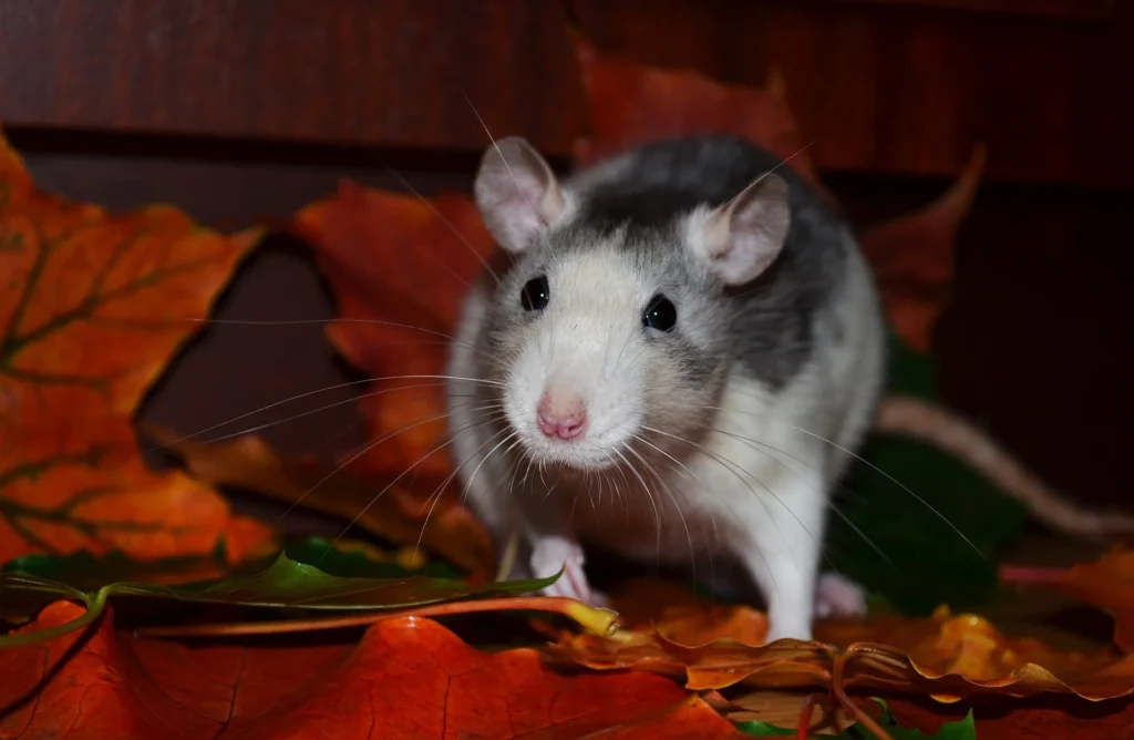 8 Best Rat Foods for a healthy diet (Review & Guide) 12 rat foods list, rat foods safe, gym rat foods, pet rat foods, favorite rat foods, healthy rat foods, baby rat foods, rat attracting foods, safe rat foods, ratnaraj foods,