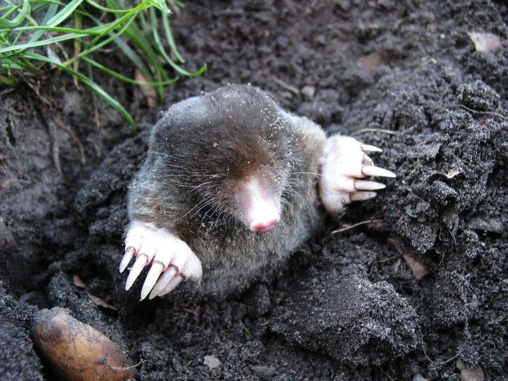 Can you Have a Mole as a Pet? 4 mole as a pet, pet mole for sale, how much does a pet mole cost, is it legal to have a pet mole, what do moles eat, are moles blind, do moles have eyes, are moles dangerous, pet mole rat!