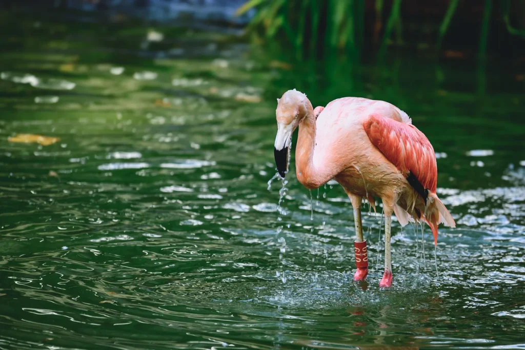 Can You Own Flamingos as pets? 4 pet flamingo