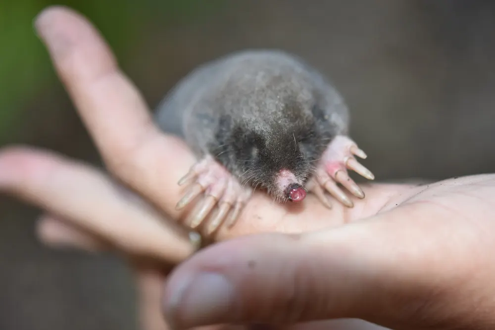 Can you Have a Mole as a Pet? 3 mole as a pet,
pet mole for sale,
how much does a pet mole cost,
is it legal to have a pet mole,
what do moles eat,
are moles blind,
do moles have eyes,
are moles dangerous,
pet mole rat!