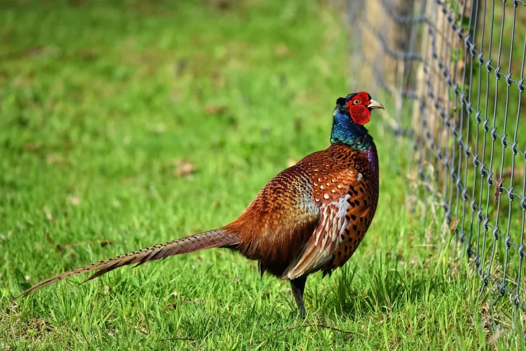 pet pheasants home