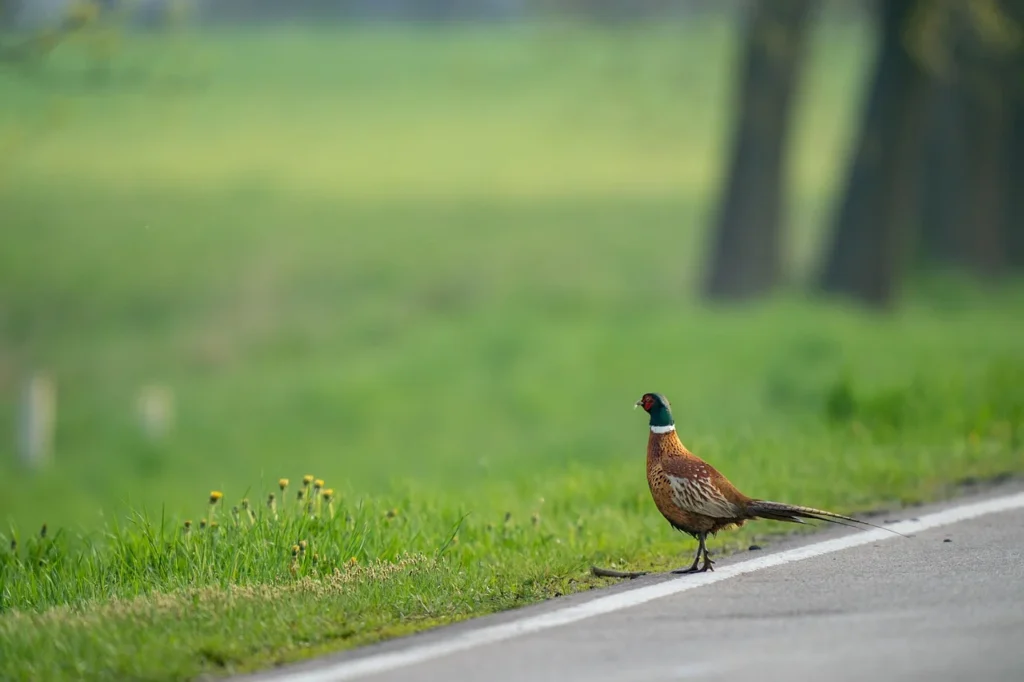 pheasant as a pets