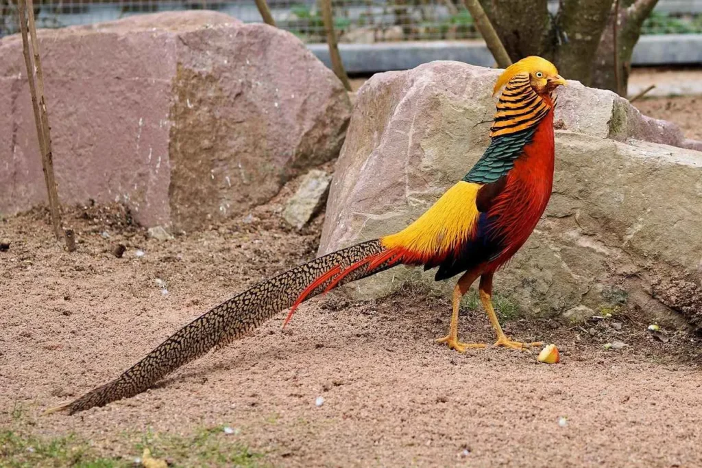 pheasants pet pheasants as a pet pet pheasant for sale how to keep pheasants on your property can you keep pheasants with chickens can pheasants fly golden pheasant pet do i need a license to raise pheasants can golden pheasants fly golden pheasant for sale