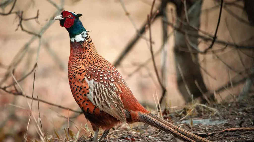 pheasants pet pheasants as a pet pet pheasant for sale how to keep pheasants on your property can you keep pheasants with chickens can pheasants fly golden pheasant pet do i need a license to raise pheasants can golden pheasants fly golden pheasant for sale