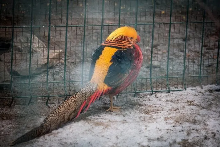 pheasants pet pheasants as a pet pet pheasant for sale how to keep pheasants on your property can you keep pheasants with chickens can pheasants fly golden pheasant pet do i need a license to raise pheasants can golden pheasants fly golden pheasant for sale