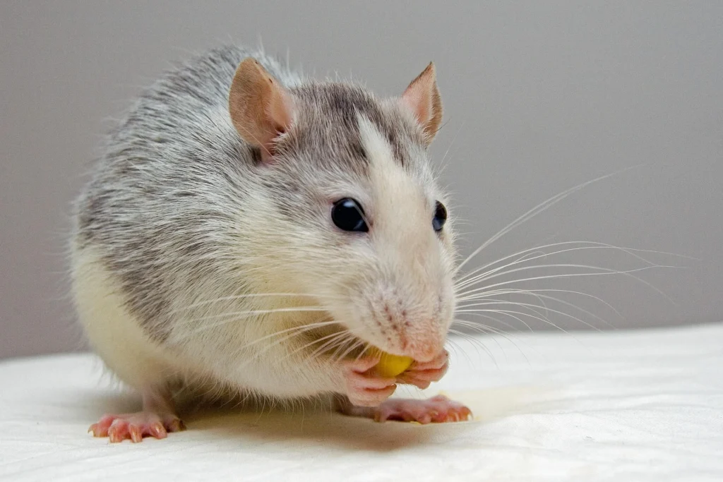 How to Care for a Rat for Beginners? 5 frozen feeder rats, pet rat cage, best rat cage, rat as a pet, rat cage for sale, rats for sale near me, pet rats for adoption,