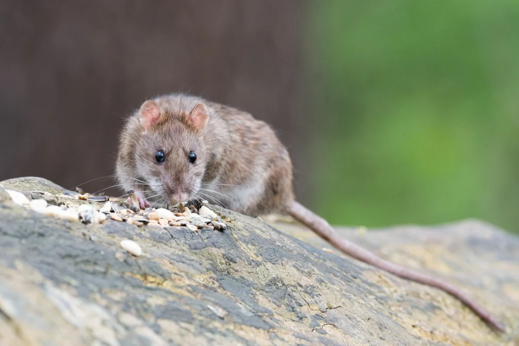 Can Rats Eat Blueberries? 4 Can Rats Eat Blueberries rat food, best food for rats, rat food nuggets, rat food shunamite, rats favourite food trap, white rat food, oxbow rat food, rat feeding chart, rat food mix,