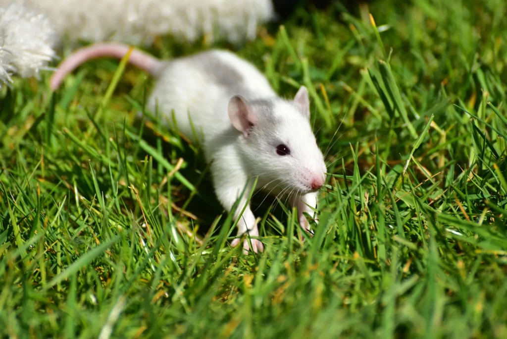 How to Care for a Rat for Beginners? 6 frozen feeder rats, pet rat cage, best rat cage, rat as a pet, rat cage for sale, rats for sale near me, pet rats for adoption,