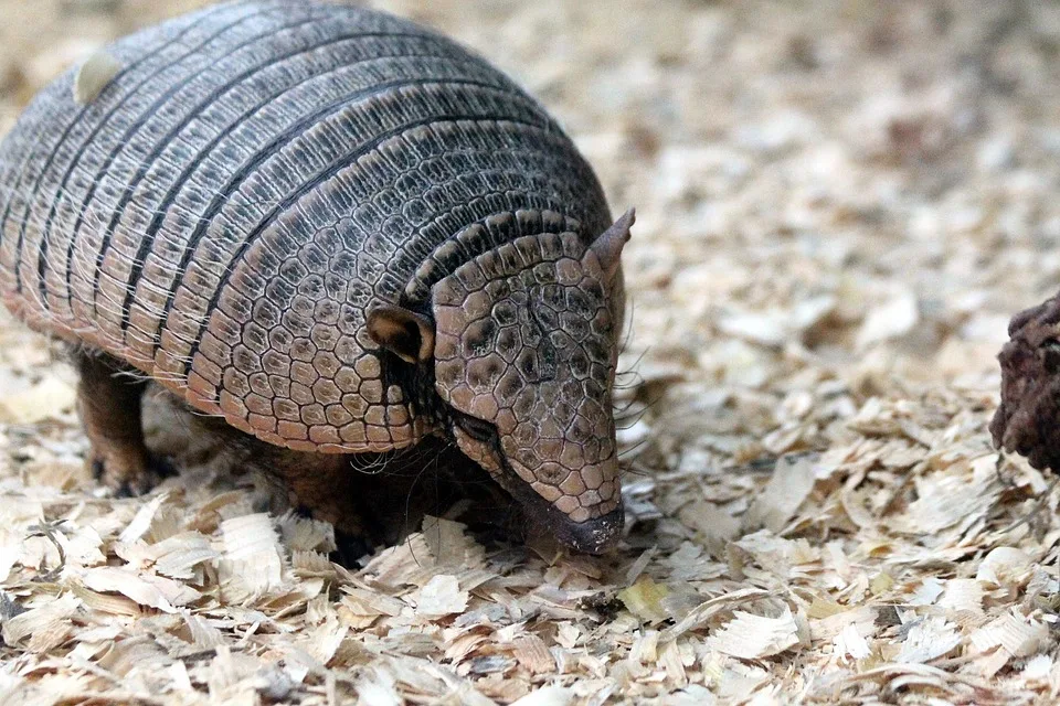 Animals with Hard Shell: Names, Pictures, and Fascinating Facts 8 Armadillo