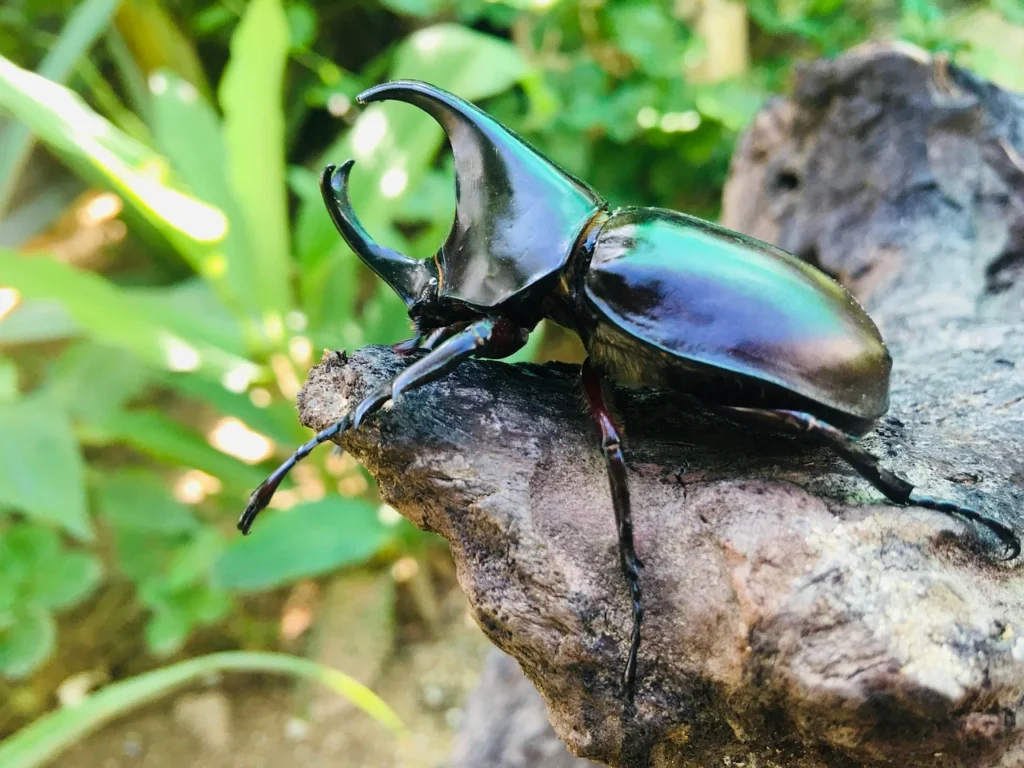 Animals with Hard Shell: Names, Pictures, and Fascinating Facts 14 Beetles