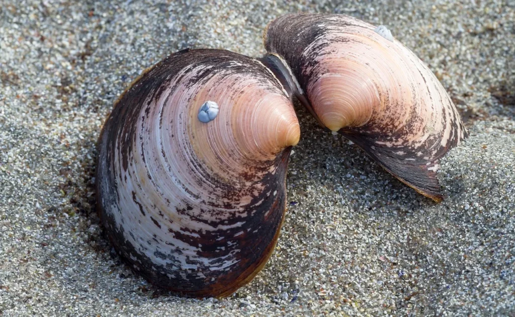 Animals with Hard Shell: Names, Pictures, and Fascinating Facts 11 Clam