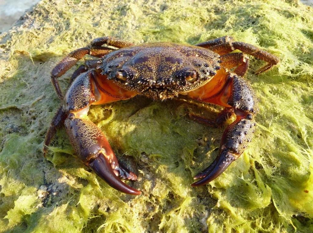 Animals with Hard Shell: Names, Pictures, and Fascinating Facts 6 Crab
