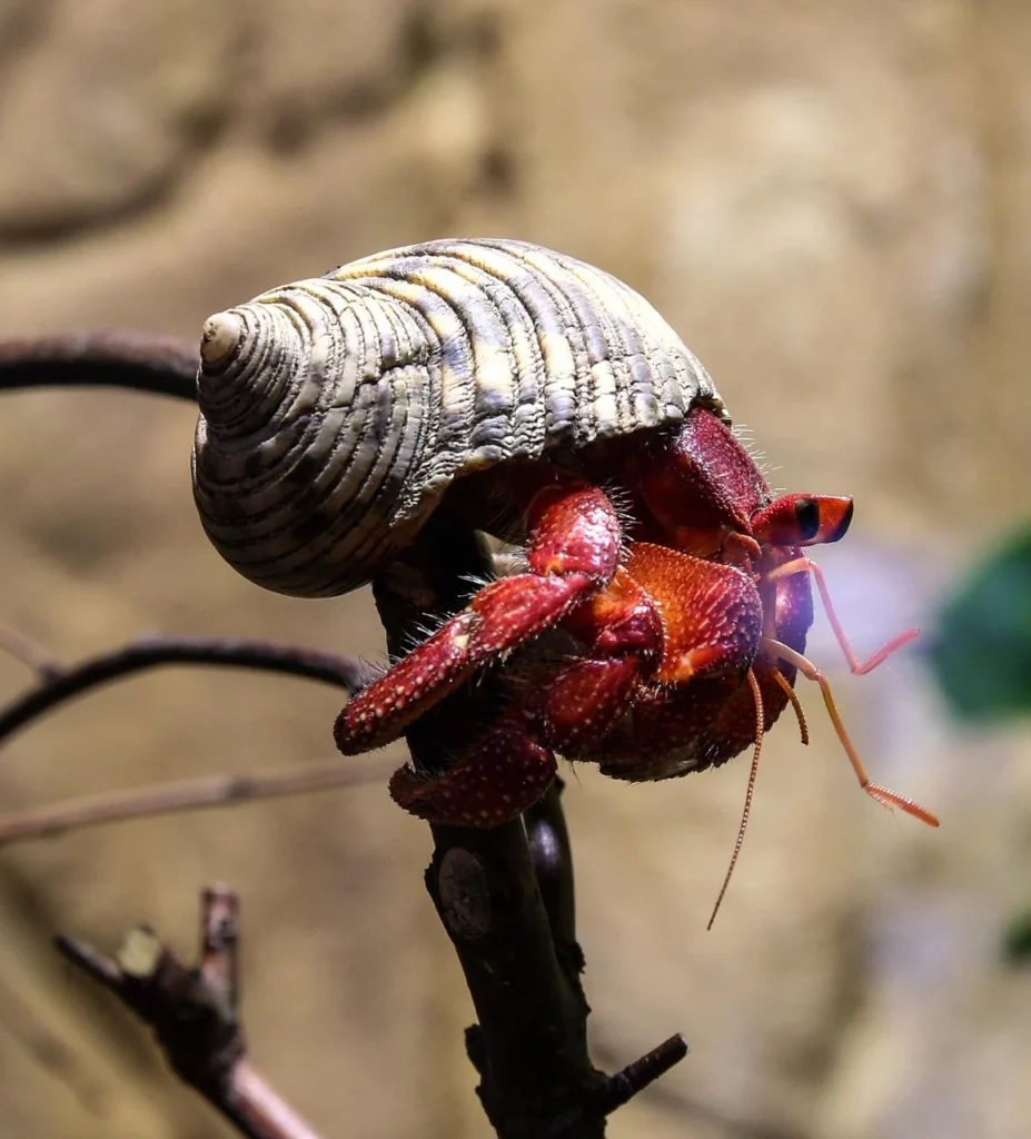 Animals with Hard Shell: Names, Pictures, and Fascinating Facts 10 Hermit Crab