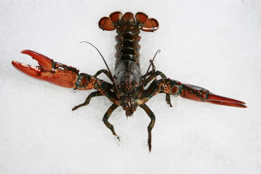 Animals with Hard Shell: Names, Pictures, and Fascinating Facts 7 Lobster