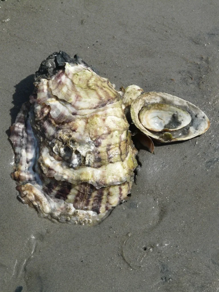 Animals with Hard Shell: Names, Pictures, and Fascinating Facts 12 Oyster