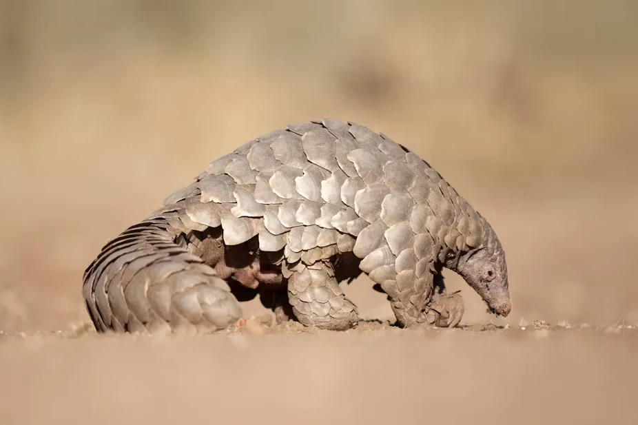 Animals with Hard Shell: Names, Pictures, and Fascinating Facts 13 Scaly Pangolin
