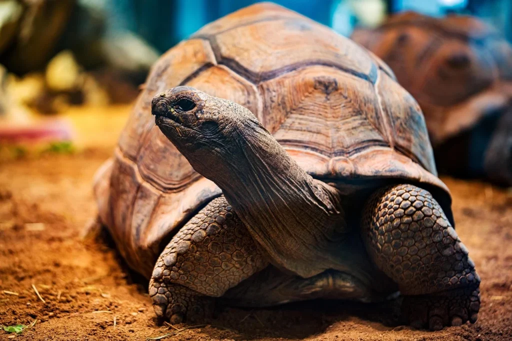 Animals with Hard Shell: Names, Pictures, and Fascinating Facts 9 Tortoise
