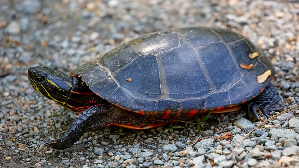 Animals with Hard Shell: Names, Pictures, and Fascinating Facts 4 turtle