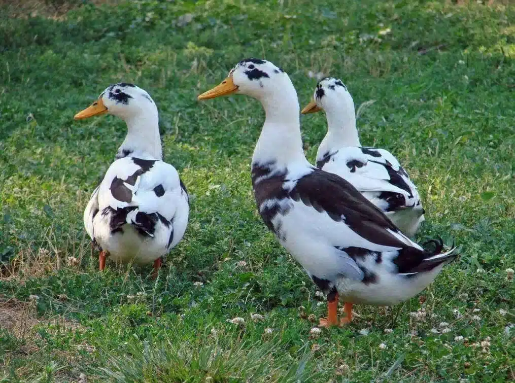Ancona Duck
