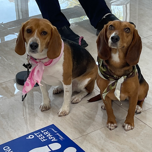 Best Care Animal Clinic dog